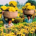 Nhà đẹp - Hoa Tết miền Tây rực rỡ khoe sắc