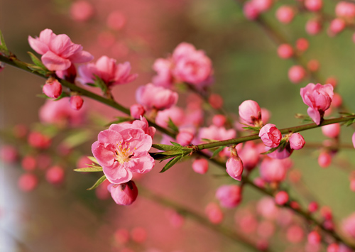 Mẹo chọn đào, mai, quất cảnh chơi Tết - 1