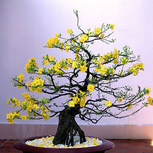 Mẹo chọn đào, mai, quất cảnh chơi Tết - 6