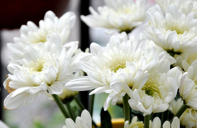 Hoa cúc trắng là loài hoa biểu tượng cho sự duyên dáng và lòng hào hiệp. Những cành cúc trắng muốt cắm vào bằng gốm nung mang lại vẻ nhẹ nhàng và thanh thản cho những ngày cuối năm bận rộn. Ngoài cắm cúc vào bình, bạn cũng có thể ngắt những bông cúc nhỏ xinh thả vào bát để trang trí nhà thêm đẹp.
