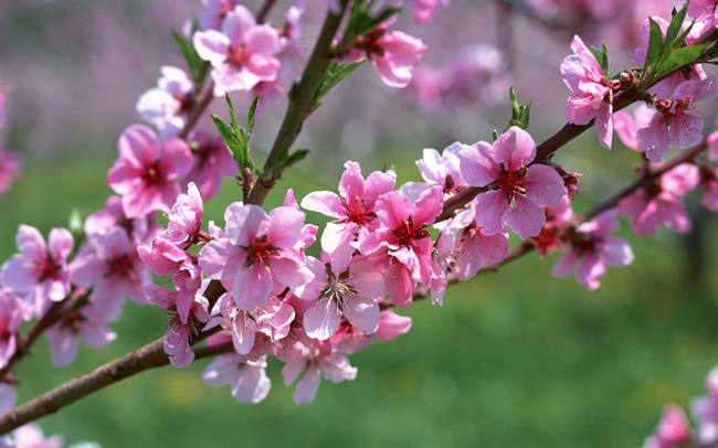 10. Hoa đào

Hoa đào là biểu tượng của mùa xuân miền Bắc. Loài hoa có cả màu đỏ thắm lẫn màu hồng phai sẽ mang ý nghĩa một khởi đầu mới sẽ giúp bạn gặt hái nhiều thành công.

