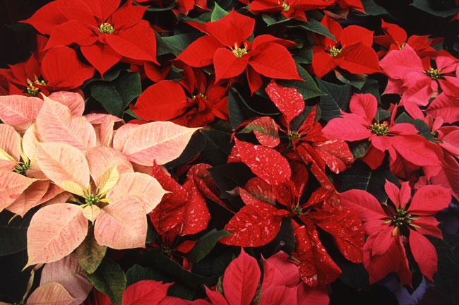 Mầu đỏ thắm của những cánh hoa này mang đến không khí rộn ràng, và niềm may mắn cho cả năm.
