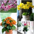 Nhà đẹp - Tết này giàu sang, may mắn nhờ hoa đẹp