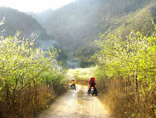 Mộc Châu mùa này hoa mận nở trắng trời - 7