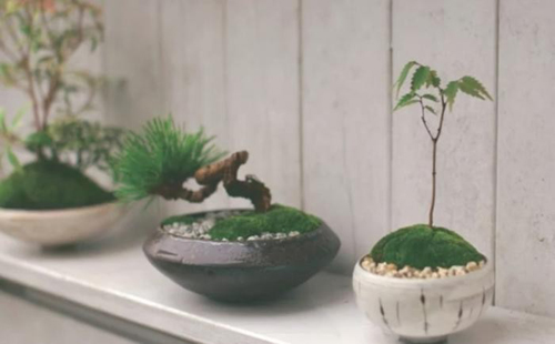 Top cây cảnh đẹp giúp sự nghiệp thăng tiến - 9