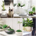 Nhà đẹp - Top cây cảnh đẹp giúp sự nghiệp thăng tiến