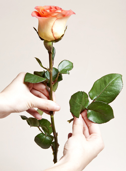 Valentine tự cắm hoa đẹp tặng người ấy! - 6