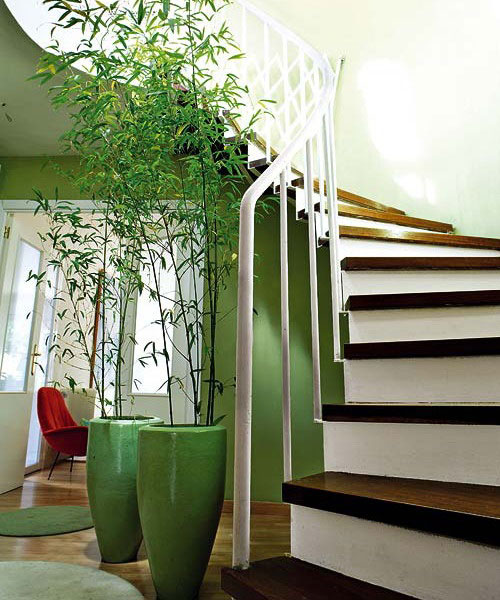 5 biểu tượng may mắn dễ kiếm cho nhà đẹp - 5