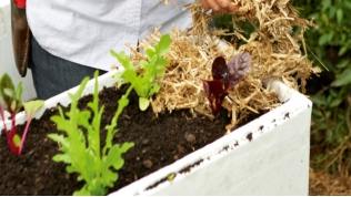 Tiện lợi trồng rau sạch bằng hộp xốp - 5