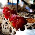 Tin tức - Cảnh báo ở mức cao cúm gia cầm H7N9 xâm nhập VN