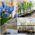 Nhà đẹp - Trồng hoa chuông xanh chào xuân rực rỡ