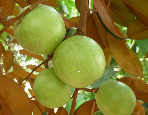 Vú sữa: Bà bầu đừng bỏ qua! - 2