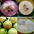 Bà bầu - Vú sữa: Bà bầu đừng bỏ qua!