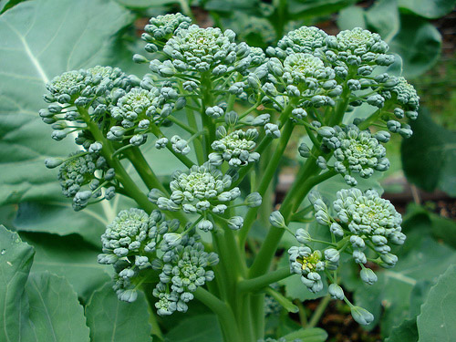 Mùa xuân, dân phố trồng rau gì? - 1