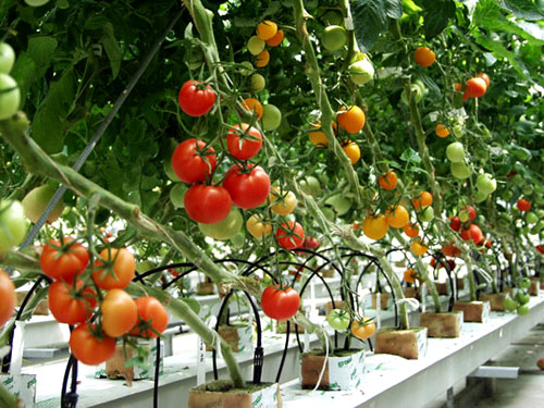 Mùa xuân, dân phố trồng rau gì? - 5