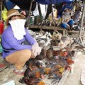 Mua sắm - Giá cả - Bán đổ, bán tháo gia cầm ngay trên ổ dịch