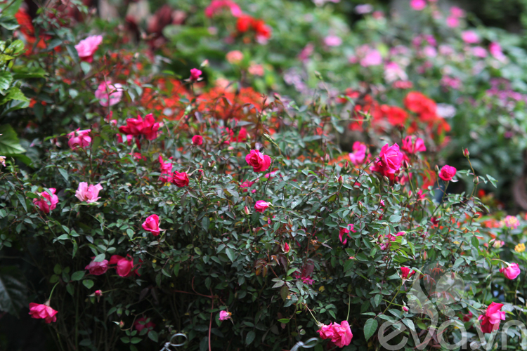 4. Hoa hồng quế

Hồng quế thuộc họ hoa hồng rất quen thuộc tại các vùng quê Việt Nam. Cuống hoa hồng quế nhỏ nên rất yếu do vậy hoa hồng quế chủ yếu được dùng bằng cách cho vào bát để cúng lễ.

Hoa có màu hồng hoặc đỏ thắm mọc từng chùm giống hoa tầm xuân nhưng bông to hơn, cho hoa đẹp nhất vào mùa xuân. Nhược điểm của hoa hồng quế là sai hoa nhưng lại chóng tàn, chơi được rất ít ngày.

Bài liên quan:

Chọn dàn hoa leo đẹp cho nhà phố

Top cây cảnh có độc chết người cần tránh

Vườn đứng: Giúp nhà đẹp lại lợi sức khỏe

6 bước trồng hoa Súng cực 'đỉnh'
