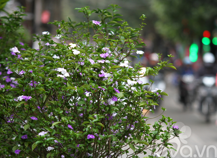 10. Hoa nhài Nhật

Hoa nhài Nhật là cái tên khá mới mẻ với nhiều người chơi hoa. Đây là loài hoa bụi, nên thích hợp trồng trong vườn và chậu cảnh đặt trong nhà. Hoa có hai màu là trắng và tím nhạt, mùi thơm thoang thoảng rất dễ chịu.

Cách trồng hoa nhài Nhật khá đơn giản, không đòi hỏi chăm sóc tỉ mỉ mà chỉ cần giữ ẩm cho đất và tỉa cành khi mọc quá dài.

Mỗi khóm hoa nhài Nhật có giá từ 80 - 120 nghìn đồng.

Bài liên quan:

Chọn dàn hoa leo đẹp cho nhà phố

Top cây cảnh có độc chết người cần tránh

Vườn đứng: Giúp nhà đẹp lại lợi sức khỏe

6 bước trồng hoa Súng cực 'đỉnh'
