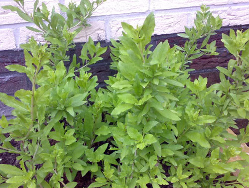 Ngọt lành rau đặc sản miền núi phía Bắc - 8