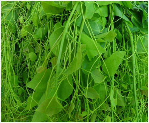 Ngọt lành rau đặc sản miền núi phía Bắc - 4