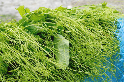 Ngọt lành rau đặc sản miền núi phía Bắc - 2