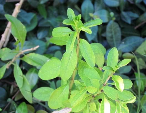 Ngọt lành rau đặc sản miền núi phía Bắc - 7