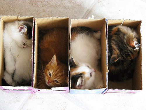 Các chú mèo lên tiếng: quot;Tôi sẽ chui nếu có thểquot; - 3