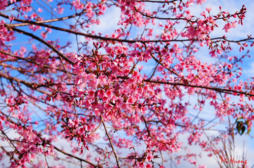 Mùa xuân về với mai anh đào Đà Lạt - 9