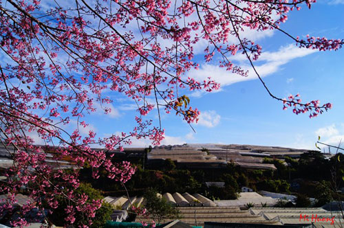 Mùa xuân về với mai anh đào Đà Lạt - 10