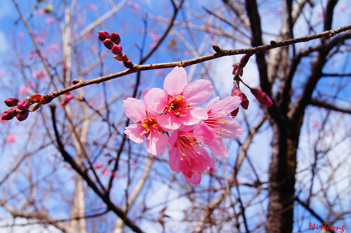 Mùa xuân về với mai anh đào Đà Lạt - 1