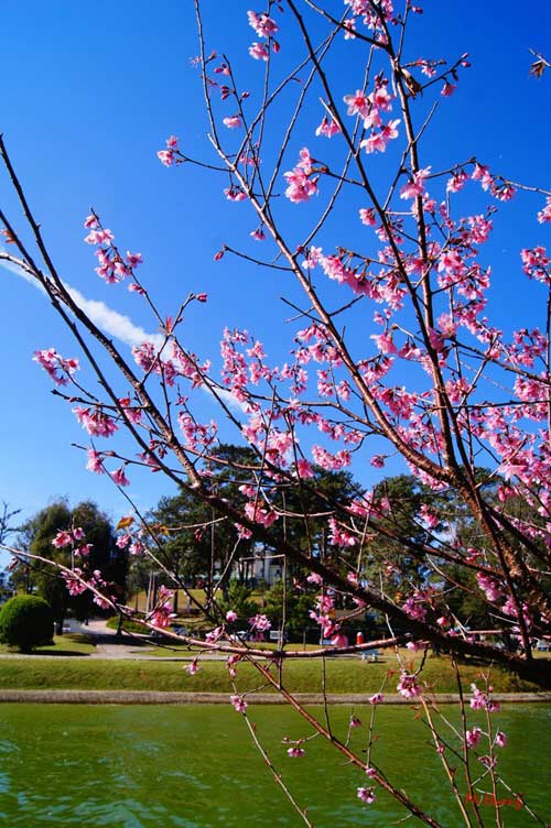 Mùa xuân về với mai anh đào Đà Lạt - 2