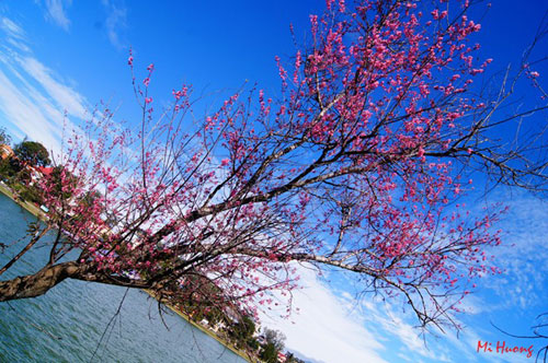 Mùa xuân về với mai anh đào Đà Lạt - 3