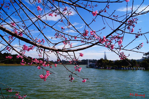 Mùa xuân về với mai anh đào Đà Lạt - 4