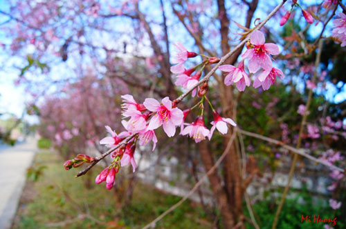 Mùa xuân về với mai anh đào Đà Lạt - 5