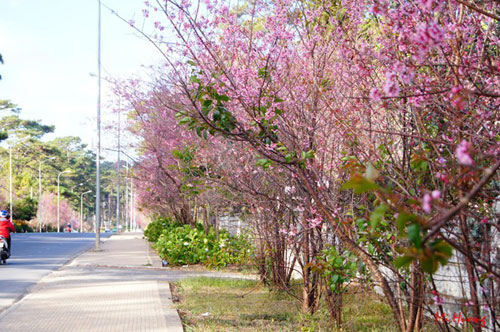 Mùa xuân về với mai anh đào Đà Lạt - 6