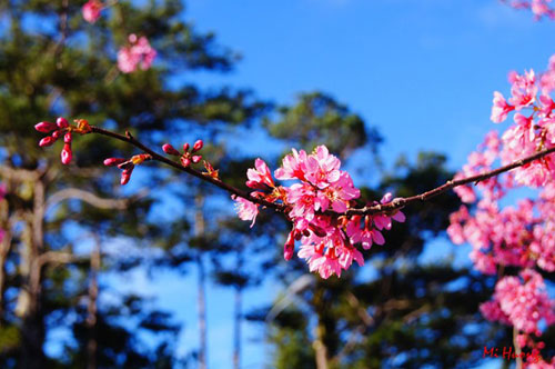 Mùa xuân về với mai anh đào Đà Lạt - 7