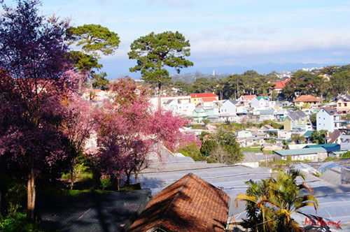 Mùa xuân về với mai anh đào Đà Lạt - 8