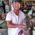 Tin tức - Câu được cá lăng đuôi đỏ quý hiếm
