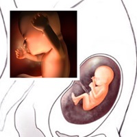 Thai nhi 16 tuần: Bé biết nấc cụt