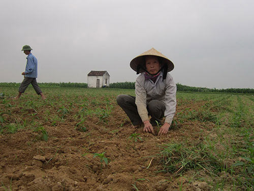 Mang lo vì trót trồng ớt Trung Quốc - 1