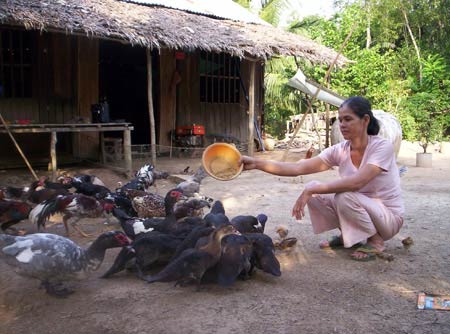 Chăn nuôi gia cầm: Sợ rớt giá hơn dịch bệnh - 1