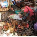 Tin tức - Lo ngại gà bệnh từ Trung Quốc tuồn sang Việt Nam