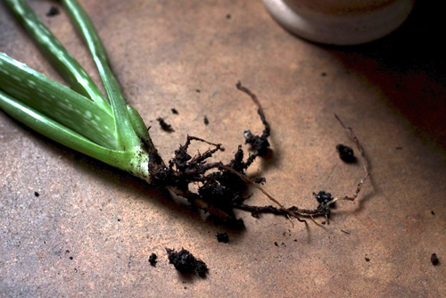 Rộ mốt trồng lô hội làm cảnh, làm đẹp - 3