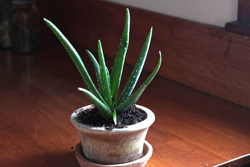 Rộ mốt trồng lô hội làm cảnh, làm đẹp - 5