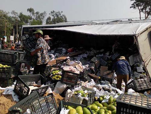Lật xe, dân giúp thu gom hàng chục tấn trái cây - 1