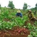 Mua sắm - Giá cả - Cơm đùi gà siêu thị rẻ hơn quán bình dân hot nhất tuần