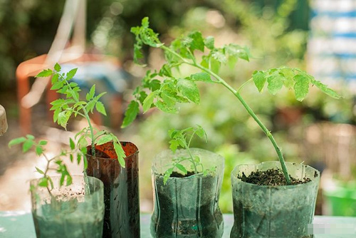 Cách trồng cà chua sạch nên thử ngay - 1