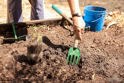 Cách trồng cà chua sạch nên thử ngay - 4