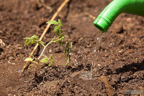 Cách trồng cà chua sạch nên thử ngay - 9