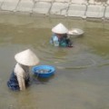 Tin tức - Cơ cực những phận đời cào hến mưu sinh